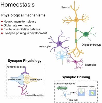 Glial Contribution to Excitatory and Inhibitory Synapse Loss in Neurodegeneration